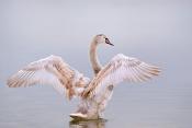 knobbelzwaan (Cygnus olor) 1-2017 4561